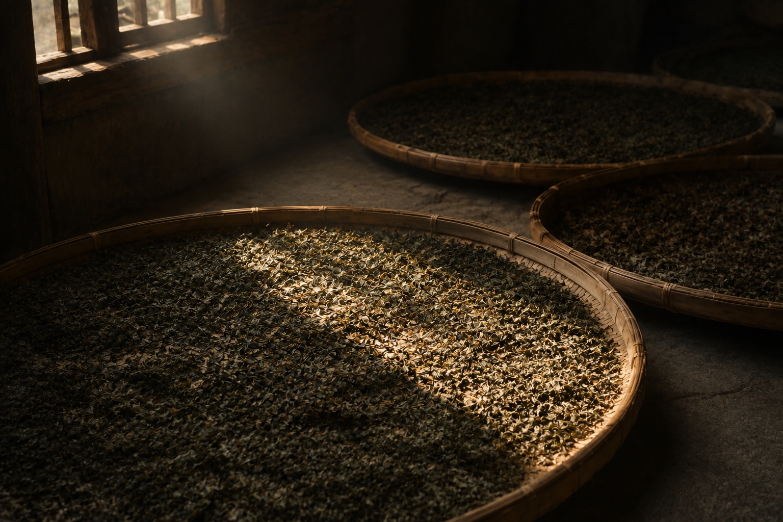 午后日光斜照在竹匾上薄摊的云南大叶种晒青毛茶